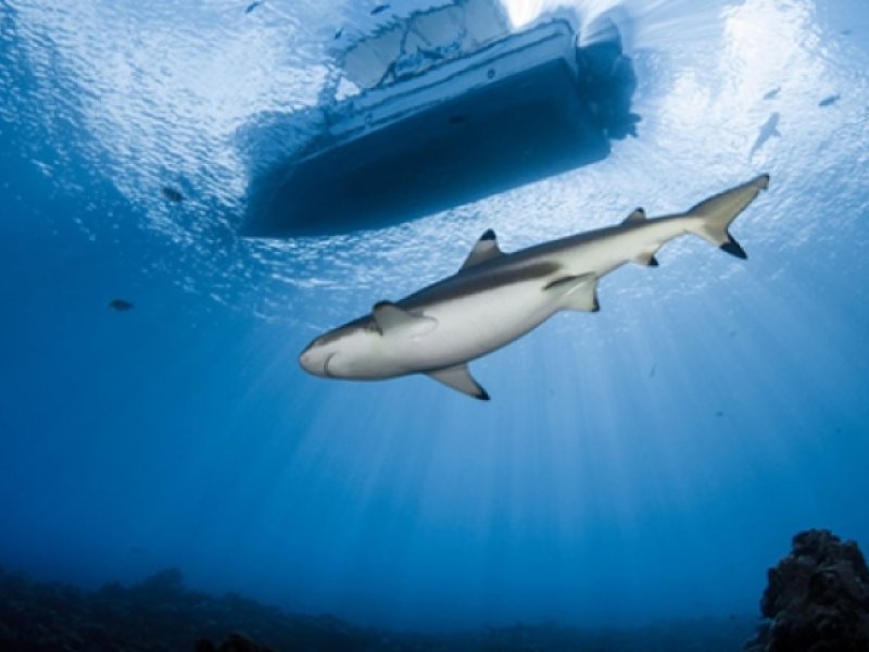 Manta Ray Bay Resort & Yap DiversPhoto 3