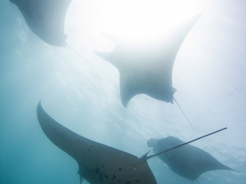 Manta Ray Bay Resort & Yap DiversPhoto 4